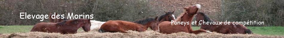 Elevage des Morins